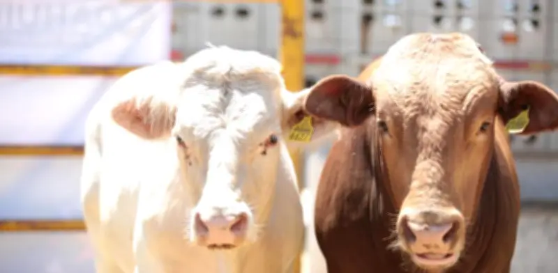 Confirman primer caso de gusano barrenador en Coahuila