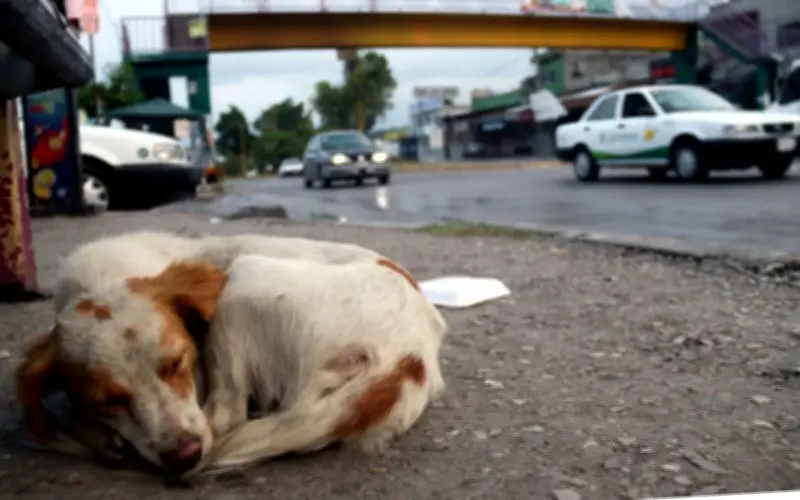 Congreso de Edomex impulsa leyes contra abandono animal ante 6 millones en calle