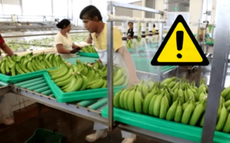 Contrabando de Plátano y Lluvia Ácida Devastan la Producción en Chiapas y Tabasco