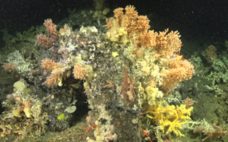 Corales de Galápagos tardaron más de mil años en recuperarse tras colapso climático