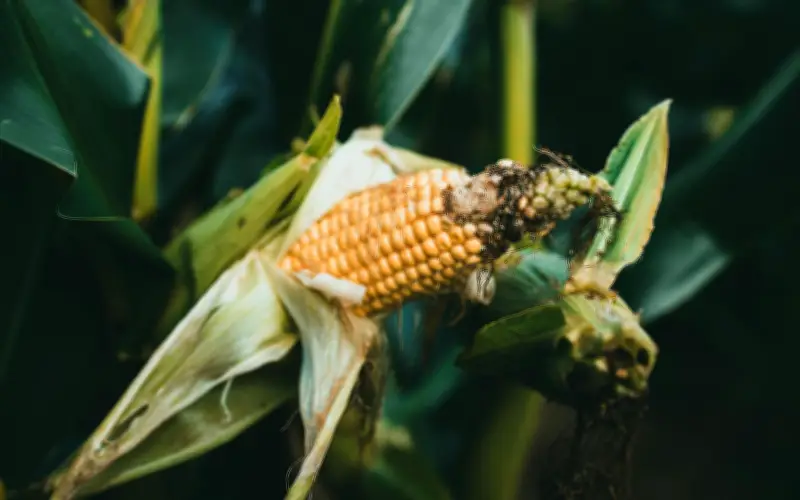 Cosechas récord de maíz, trigo y soya generan sobreoferta global y presión a productores mexicanos