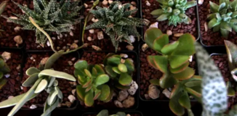 Cúrcuma: El Superalimento con Poderosos Beneficios para la Salud y Recetas Prácticas