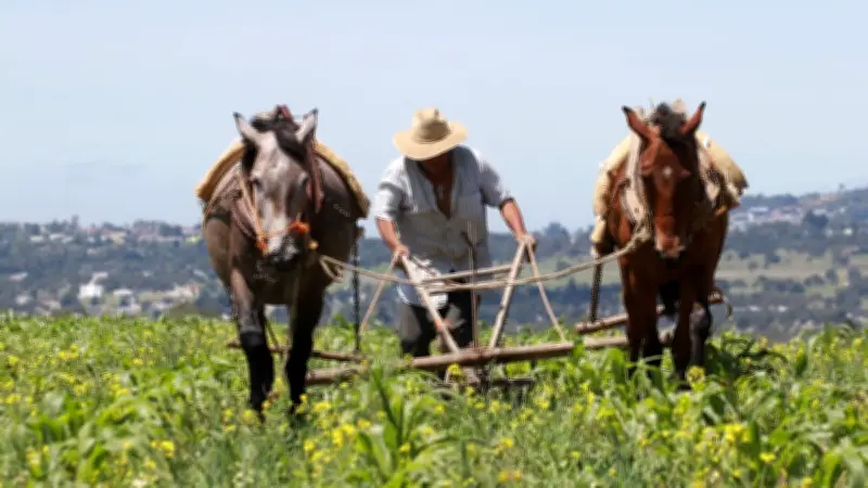Crisis en el campo mexicano: guerra, costos y falta de apoyos reducen siembra y aumentan importaciones