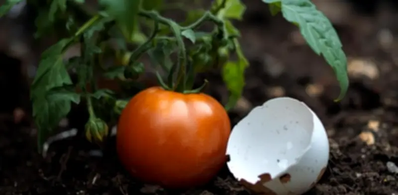 Cáscara de huevo para plantas: 3 errores comunes que arruinan tu jardín