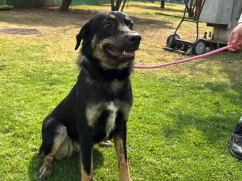 CTC del Metro impulsará adopción responsable en PETFEST 2026 con dinámica especial