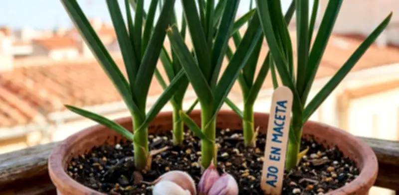 Cultiva Ajo Gigante en Maceta: Guía Completa para Huertos Urbanos