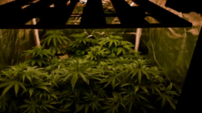 Decomisan 221 plantas de marihuana en invernadero clandestino en Magdalena de Kino, Sonora