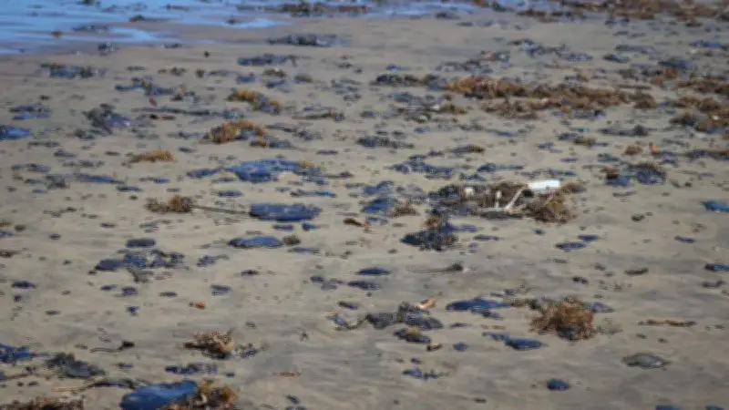 DEMATAC documenta 25 derrames petroleros en 8 años en el sur de Veracruz