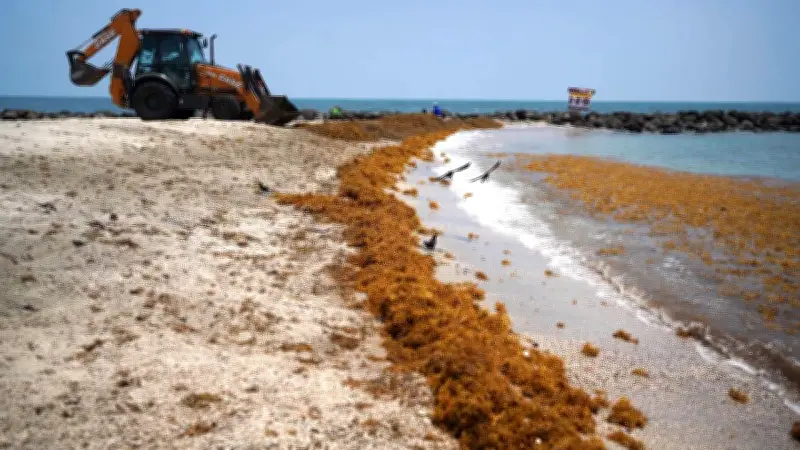 Denuncian daño ambiental en Nayarit por desarrollo de lujo en playa Las Cocinas