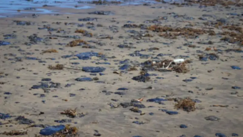 Derrame en el Golfo: Pemex mintió sobre catástrofe ambiental en plataforma Abkatún-13