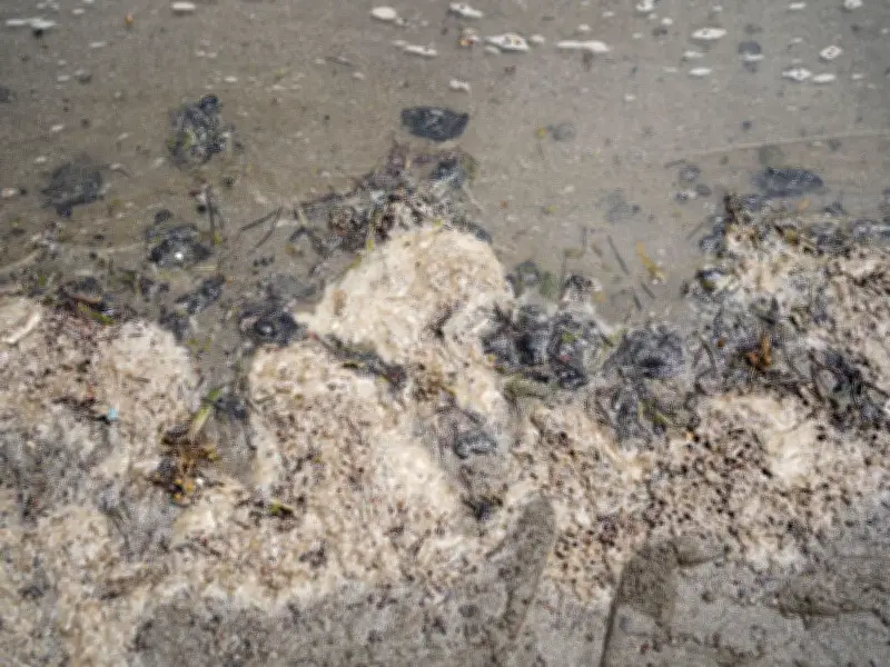 Derrame petrolero en Veracruz: 900 km afectados y controversia entre gobierno y Greenpeace