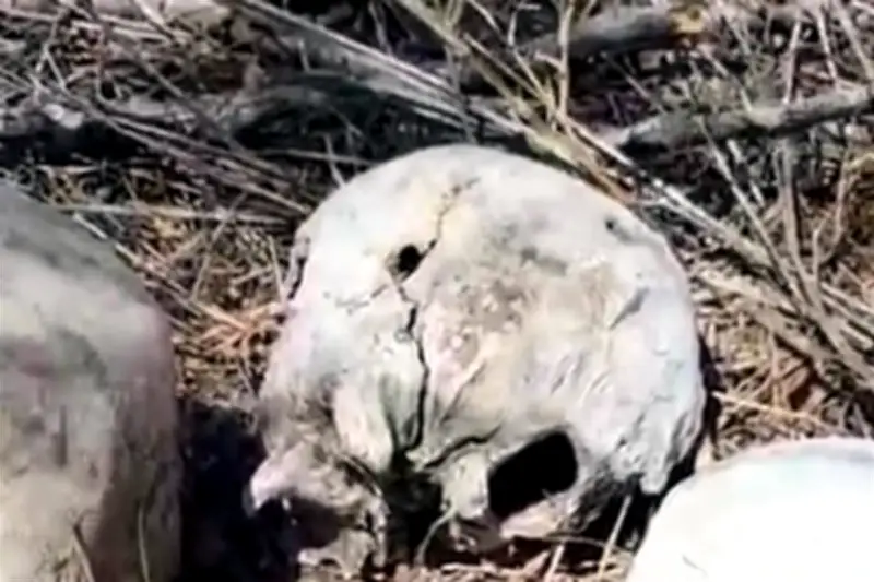 Descubren Campo de Exterminio en Tamaulipas con Restos Humanos y Evidencias de Violencia