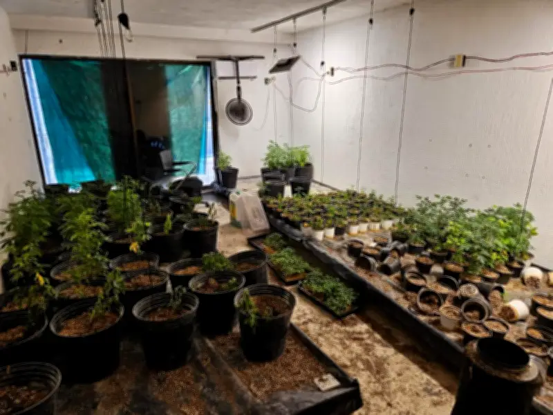 Descubren invernadero clandestino de mariguana en Zapopan