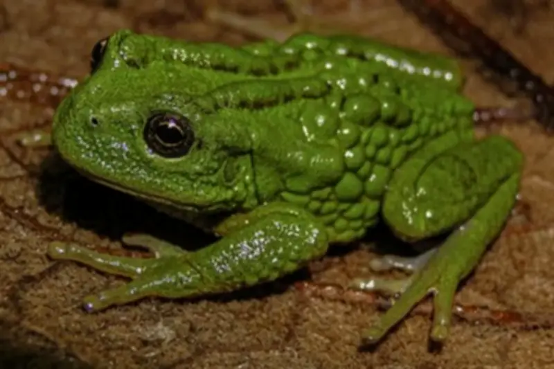 Descubren nueva especie de rana en Perú que transporta a sus crías en la espalda