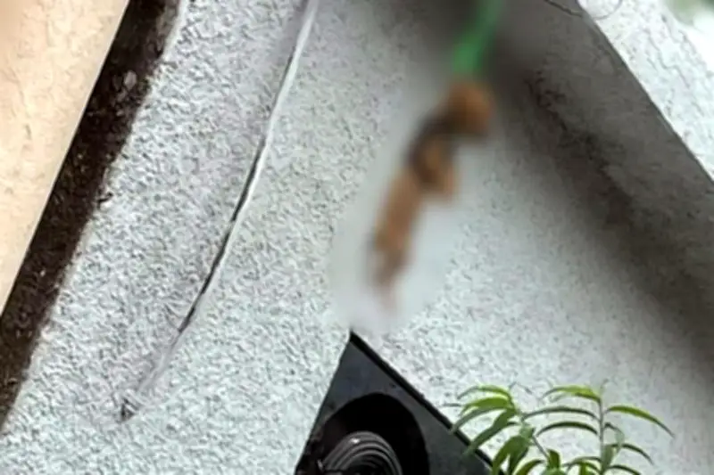 Detienen en Escobedo a presunto asesino de perro