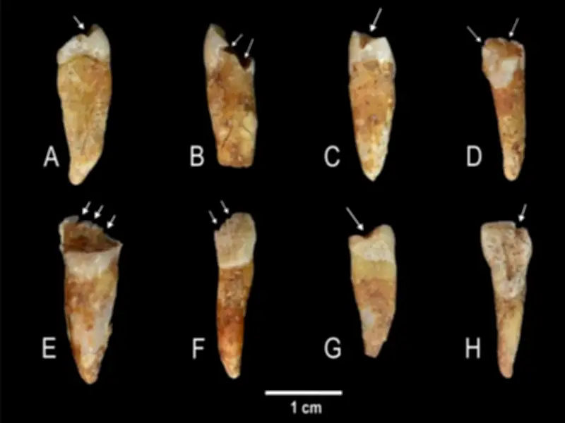 Dientes prehistóricos revelan que la producción textil era tarea exclusiva de mujeres