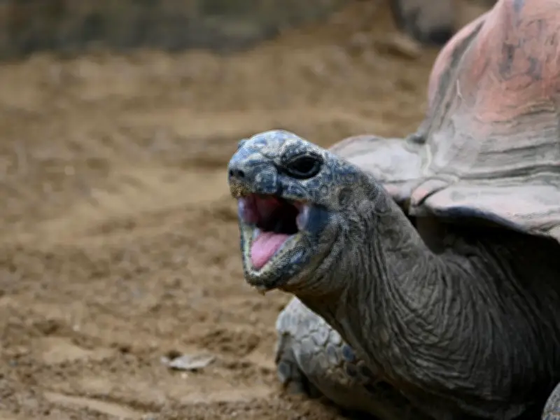 Diez tortugas gigantes restauran ecosistema isleño tras 180 años de deterioro