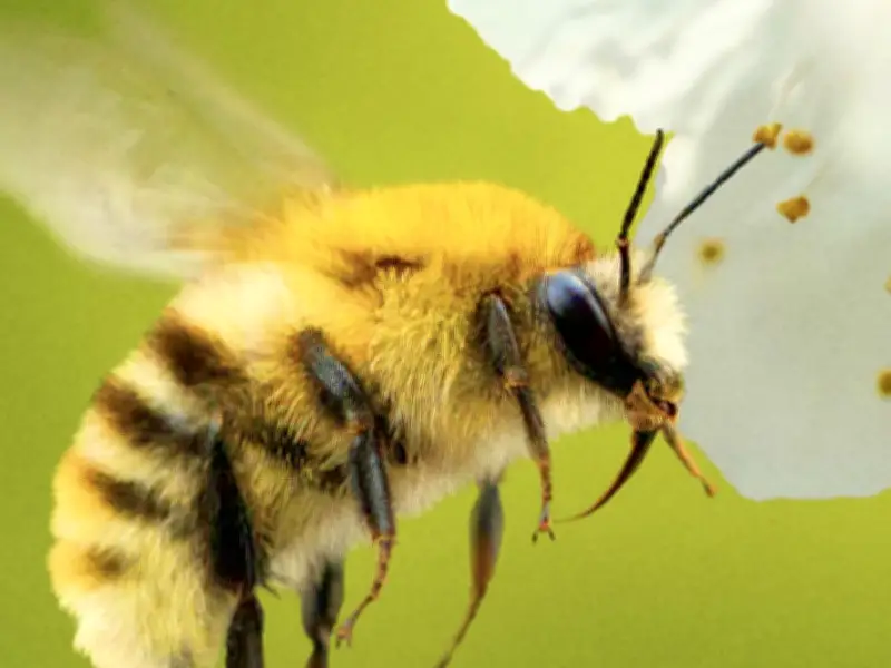 Disney+ estrena 'Secretos de las abejas', documental que revela el fascinante mundo de estos polinizadores