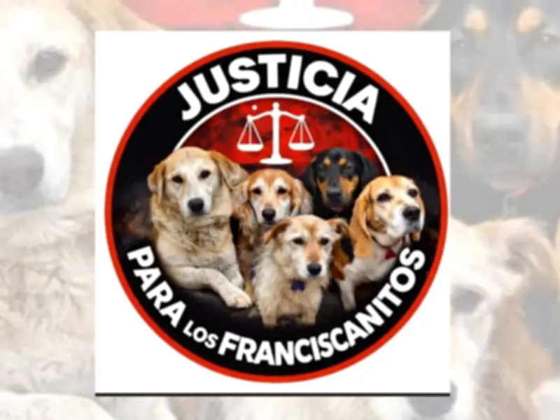 Doble Escándalo: Pelícanos Muertos por Derrame en Veracruz y Corrupción en Refugio Franciscano