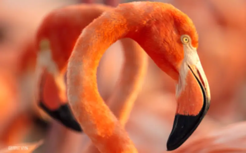 Documental 'Flamingos: La vida después del meteorito' llega a cartelera tapatía