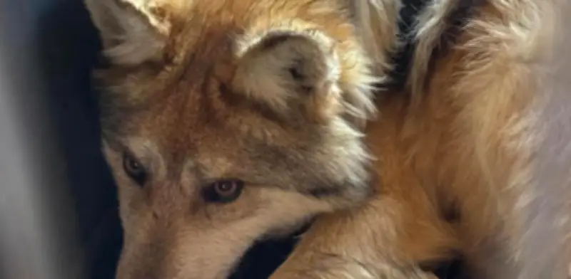 Durango celebra la histórica liberación del Lobo Mexicano este viernes