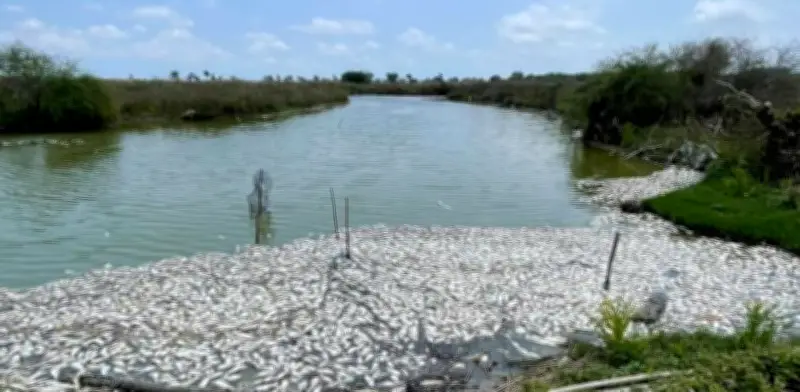 Ecocidio en Tamaulipas: Investigan muerte masiva de 2 toneladas de peces en estero
