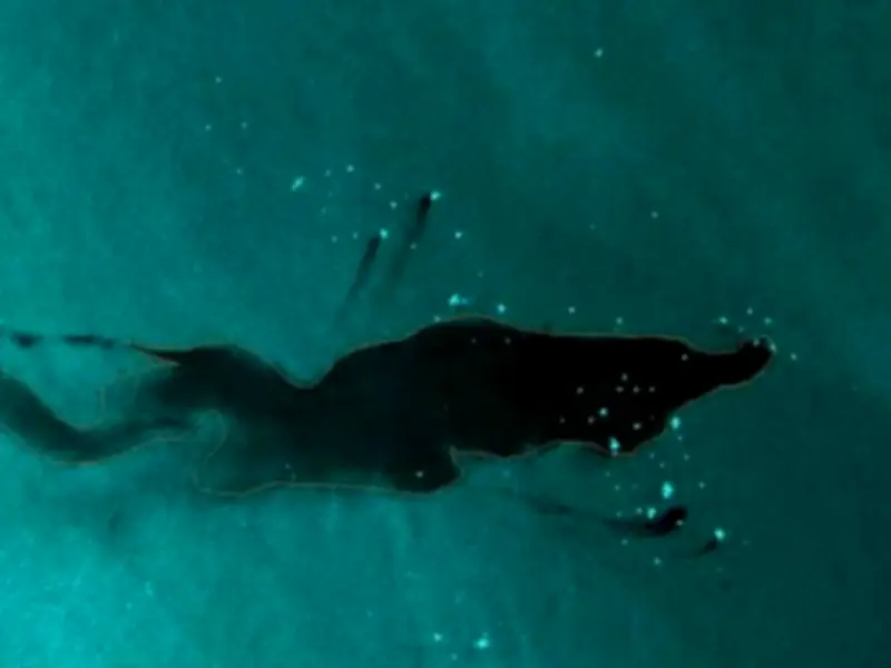 Ecocidios globales: amenazas al medio ambiente y la biodiversidad