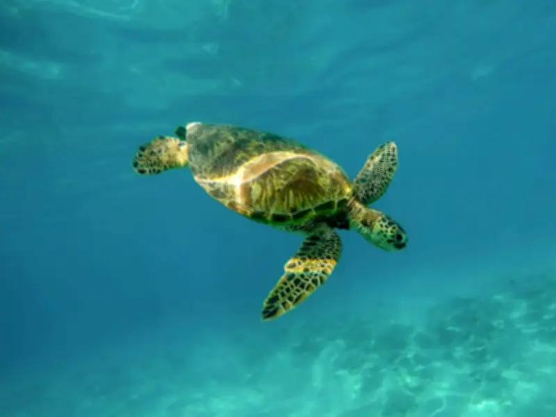 EE.UU. relaja protecciones ambientales en el Golfo de México, amenazando especies únicas