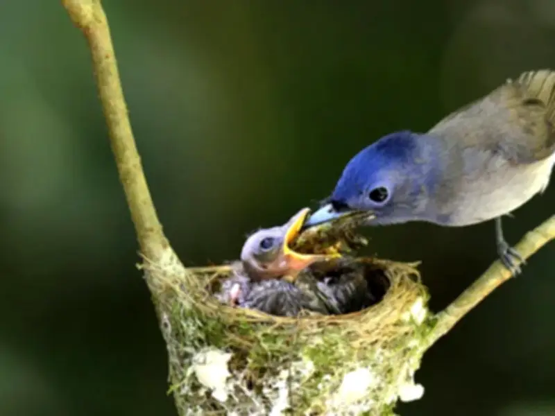 El 36% de la biodiversidad terrestre podría perecer en 2085 por eventos climáticos extremos