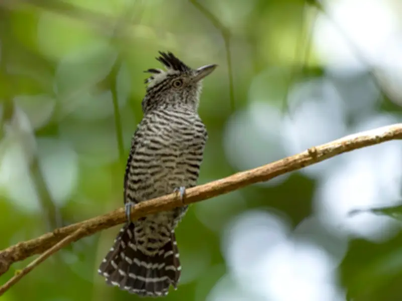 El canto del batará barrado: un código sonoro en la espesura tropical
