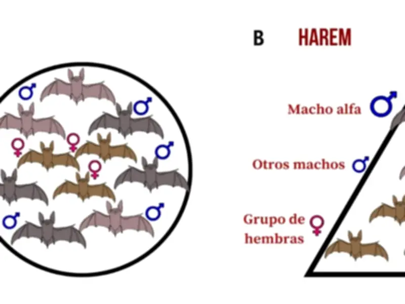 El cortejo del murciélago cara de viejo: estrategias de apareamiento y selección sexual