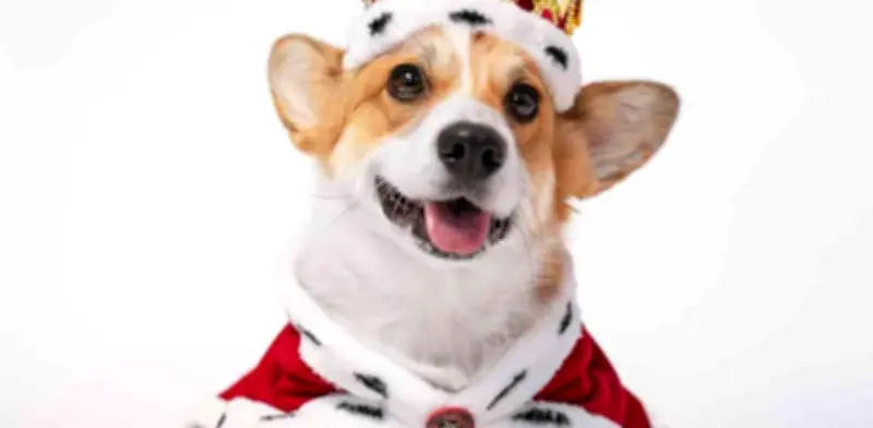 El destino de los corgis de la Reina Isabel II: ¿Quién los cuida ahora y dónde viven?