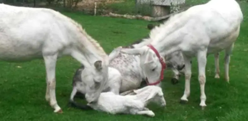 El IPN celebra el nacimiento de un burrito blanco como nueva mascota institucional