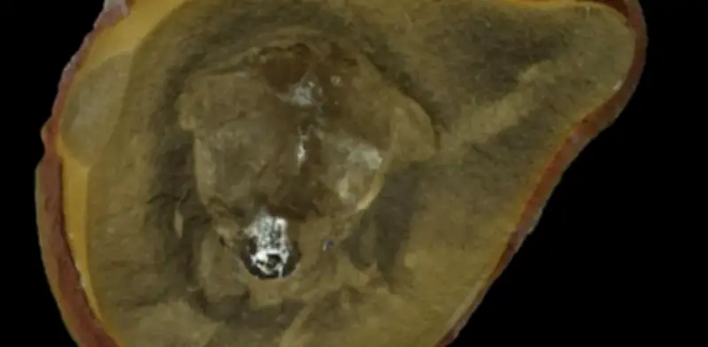 El 'pulpo' más antiguo era en realidad un nautilo: estudio corrige décadas de error