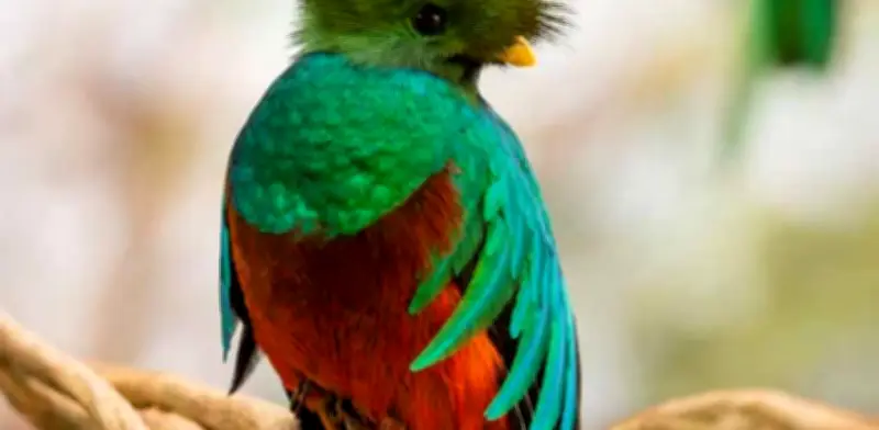 El Quetzal, Ave Sagrada Prehispánica, Enfrenta Grave Peligro de Extinción