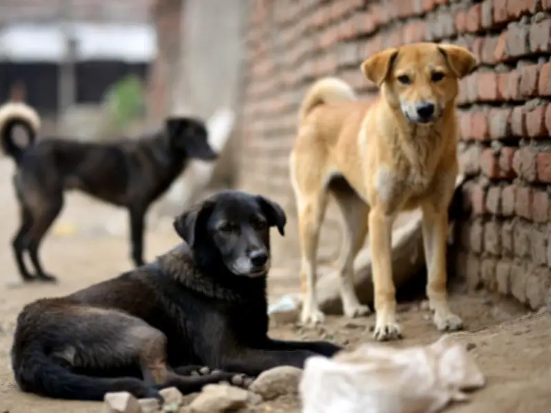 El Salto atiende hasta 7 casos diarios de maltrato animal y promueve adopciones responsables