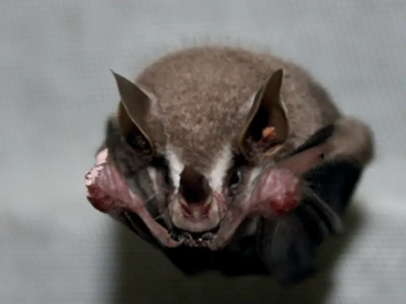 El secreto de los murciélagos: cómo vuelan sin sufrir daño físico extremo