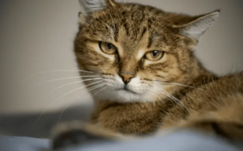 El Significado Oculto de las Orejas Agachadas en Gatos: Una Señal de Alerta