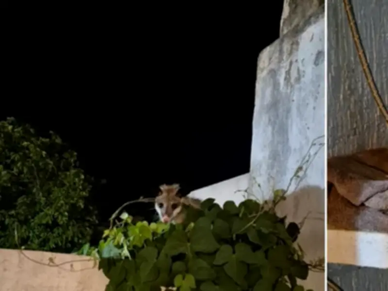 El Tlacuache: De Mito Mesoamericano a Vecino Urbano en Mérida