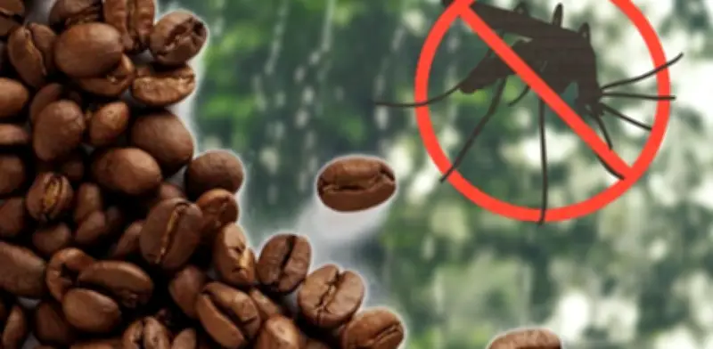 El Truco del Café Quemado para Ahuyentar Mosquitos en el Valle de México