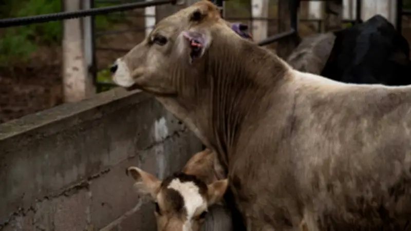 Embajada de EE.UU. lanza campaña contra el gusano barrenador del ganado en México