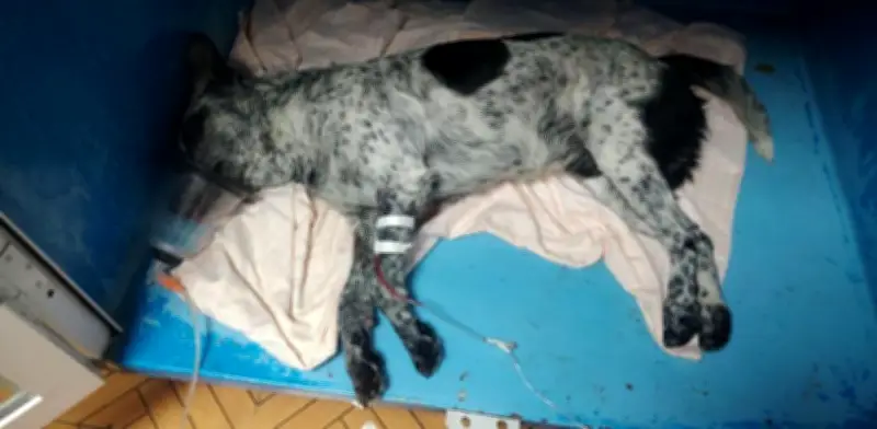 Envenenamiento masivo de perros en Pachuca, Hidalgo: reportan cuatro muertos