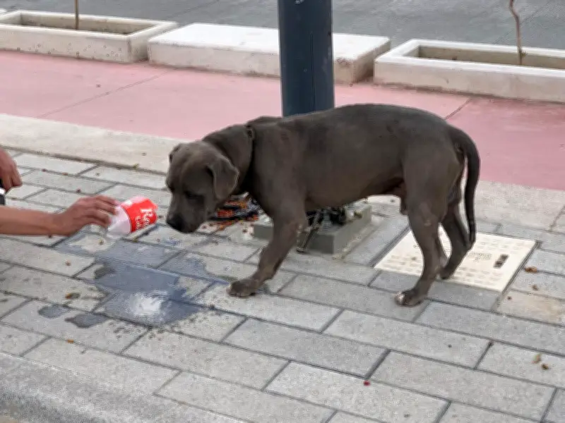 Especialistas del CUCBA alertan sobre riesgos para mascotas en temporada de calor