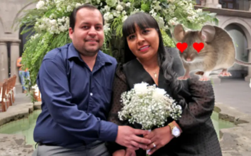 Estudio de Cambridge Revela: El Ratón Ciervo es el Mamífero Más Monógamo, Humanos en Séptimo Lugar