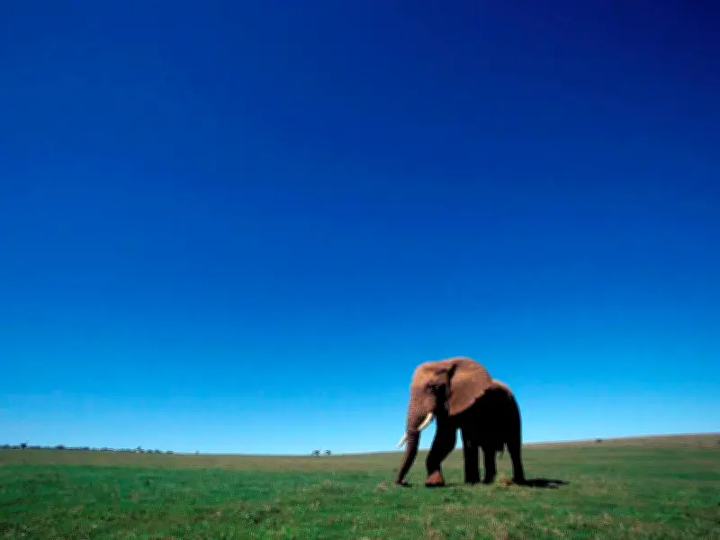 Estudio genómico revela aislamiento genético en elefantes africanos por fragmentación de hábitat