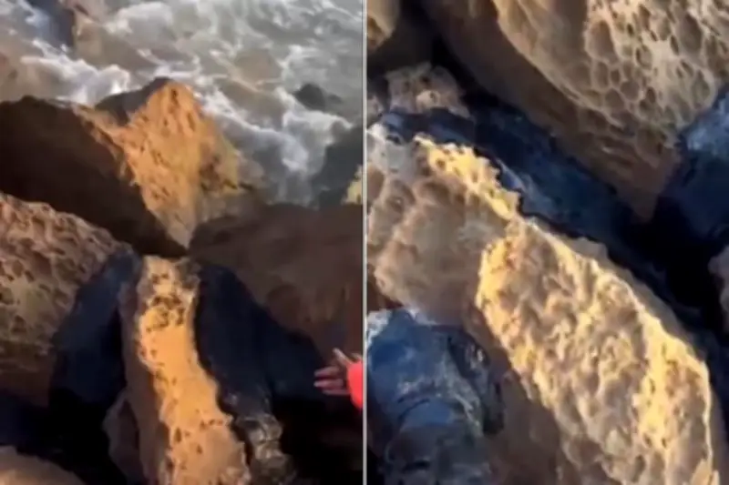 Exhiben la llegada de chapopote a playas de Tamaulipas, afectando turismo y ecosistema