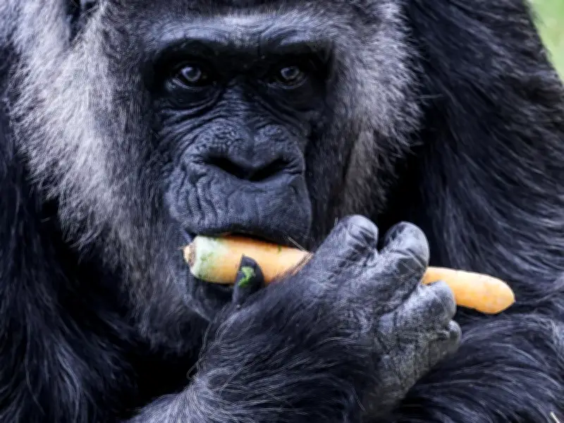 Fatou, la gorila más longeva del mundo, celebra su 69 cumpleaños en Berlín