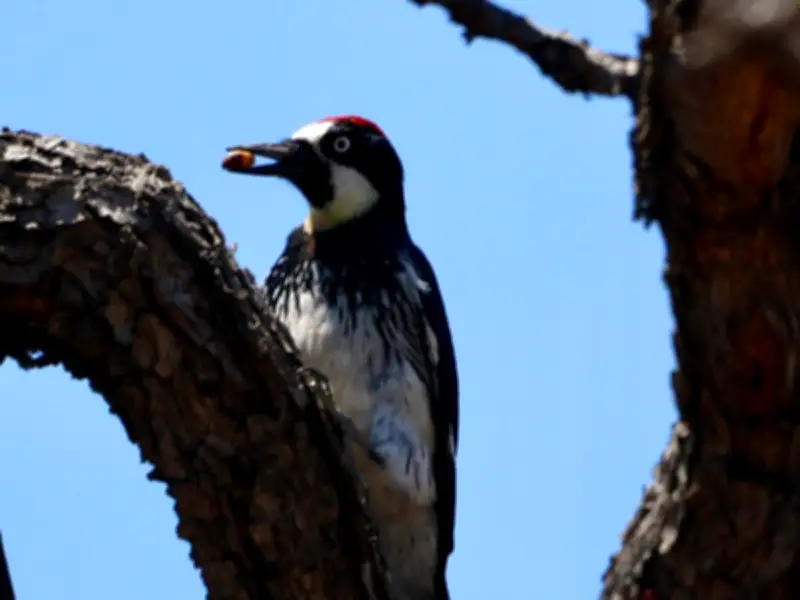 Fauna silvestre regresa gradualmente al Bosque La Primavera tras incendio forestal