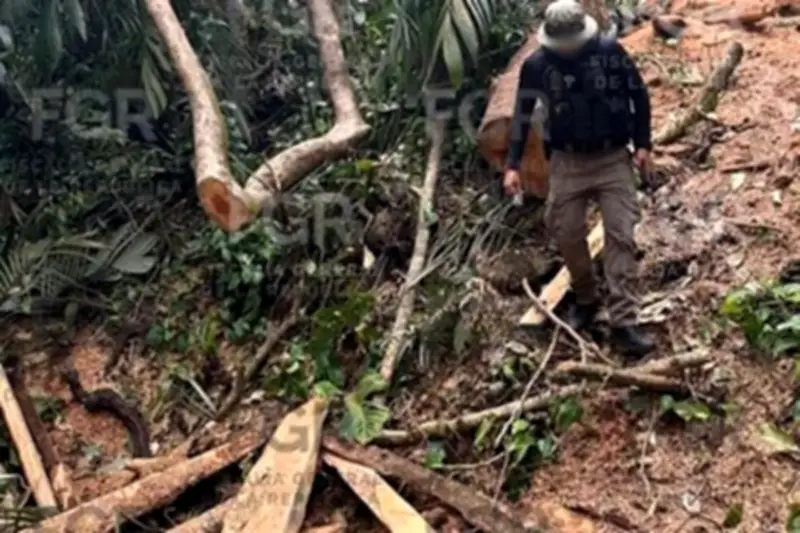 FGR decomisa madera tropical ilegal en la Reserva de la Biosfera Los Tuxtlas