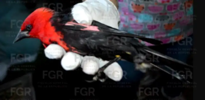 FGR vincula a proceso a dos personas por posesión ilegal de 107 aves en Morelos